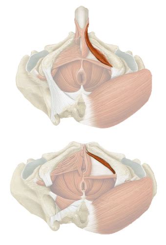 Muscles Of Trunk Pelvis Perineum Flashcards Quizlet