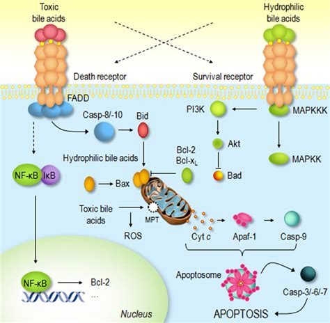 tauroursodeoxycholic acid | Semantic Scholar