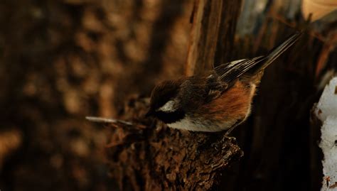 Boreal Chickadee - PentaxForums.com