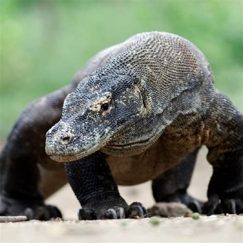 Minecraft Komodo Dragon Mod 1161 Download On