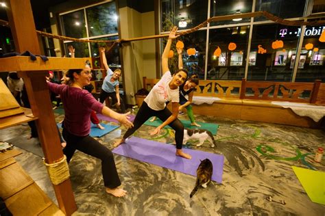 Photos: This Seattle cat cafe hosts Yoga with Cats and it's purrrfect ...