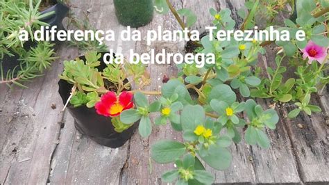 Vejam A Diferen A Da Planta Terezinha E Da Planta Beldroega Youtube