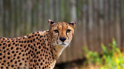 Big Cats Cheetahs Glance Hd Wallpaper Rare Gallery