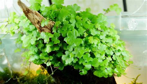 Hydrocotyle Tripartita (Hydrocotyle sp. Japan) - Akvaryum Zemin Bitkisi