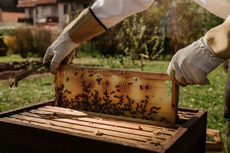 Bienenkönig Online Shop Bio Honig Honigprodukte aus Österreich