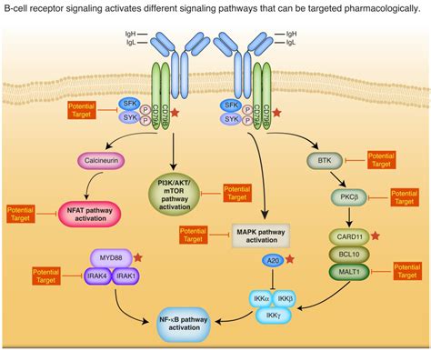 Cancers Free Full Text Insights Into The Molecular Pathogenesis Of