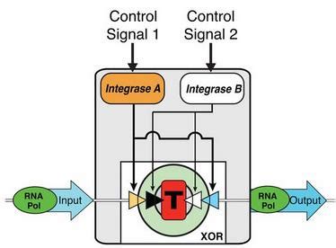 Cellular Computing: Pushing the Boundaries of Computation - USC Viterbi ... 