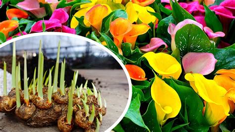 Cómo Plantar Calas de Colores Calla lilie con ÉXITO Activar Bulbos