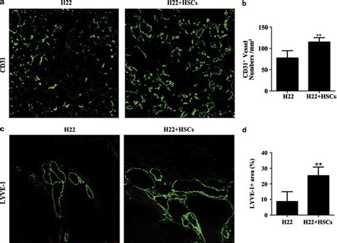 Activated Hepatic Stellate Cells Hscs Promoted Tumor Angiogenesis And