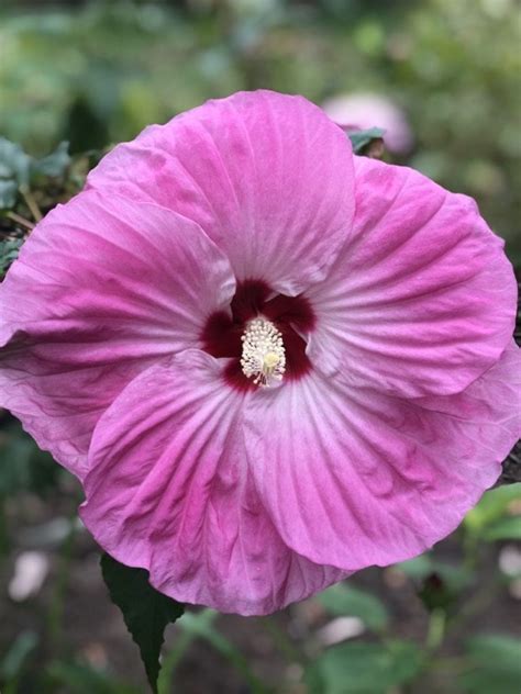 Hardy Hibiscus Varieties Flowery Plants To Enliven Your Tropical