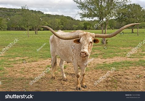 Massive Horns Texas Longhorn Bull Stock Photo 152147486 Shutterstock