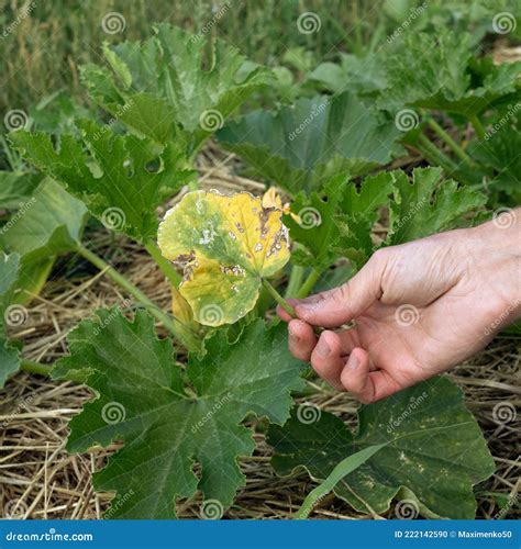 Deficiency Of Minerals In Plant Lack Of Nitrogen Potassium Iron