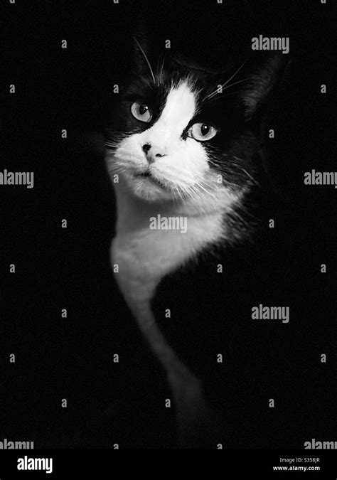 Felix black white cat hi-res stock photography and images - Alamy