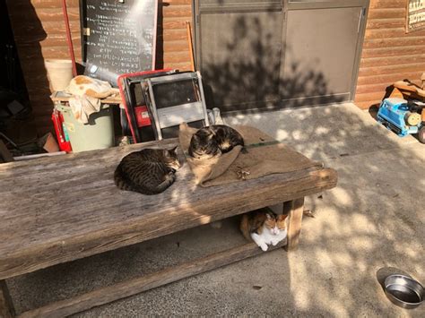 「間違えてタケネコご飯にされちゃう～！？」タケノコと三毛猫がそっくり…見分けがつかない人が続出中｜まいどなニュース