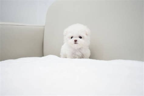 Adorable Mini Bichon Frisé from Puppy Therapy LLC