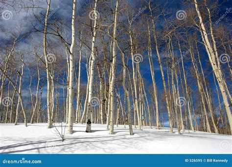 Snowy Aspen Trees Royalty Free Stock Photo - Image: 526595