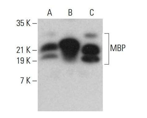 MBP抗体 F 6 SCBT Santa Cruz Biotechnology