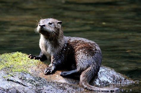 Sea otter reproduction