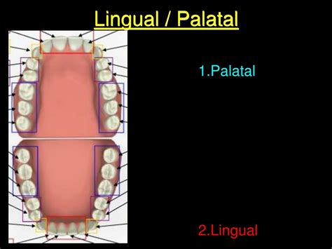 Ppt Oral Anatomy And Oral Histology Powerpoint Presentation Free