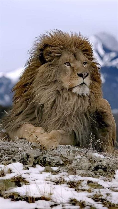 Pin by Ann Marie Spiezia on Lion art | Wild animals pictures, Lions photos, Big cat species