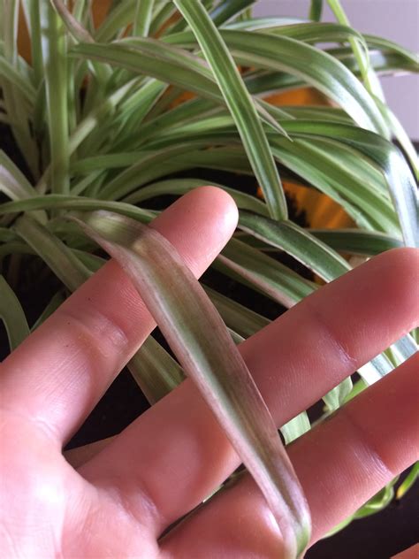 How Do I Recover My Spider Plant Some Of Her Leaves Are Really Soft R Houseplants