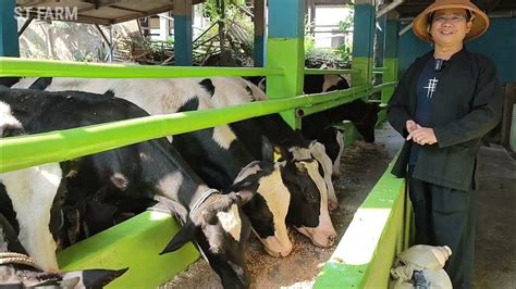 1 Kandang Full Sapi Pedet Fh Jual Murah Gumilang Farm Youtube