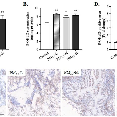 PM2 5 Induced Oxidative Damage In The Lung Tissue Of Rats A ROS