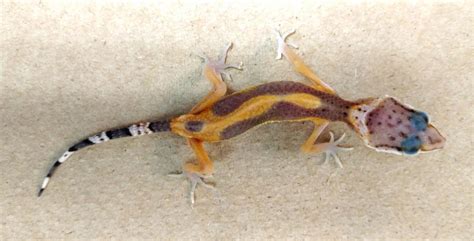 "Stick Tail" in Geckos | Arizona Exotics | -Lizards Resources