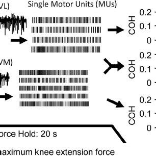 Recordings And Data Analysis High Density Surface EMG Signals 64