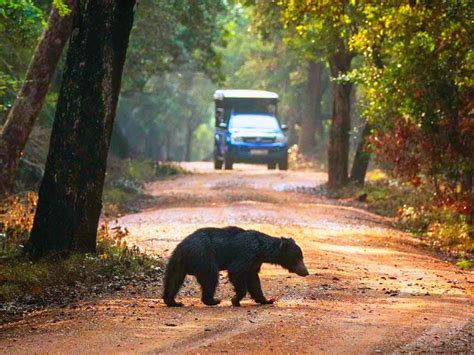 Wildlife Safari Sri Lanka - SAZY Lanka Tours