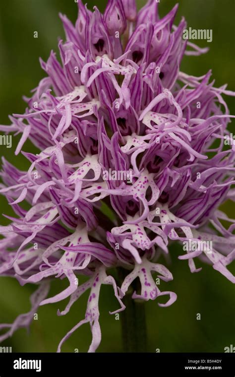 Italian Orchid Or Naked Man Orchid Orchis Italica Crete Stock Photo Alamy