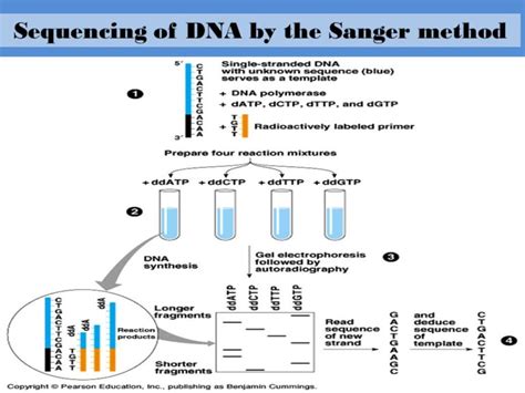 Dna Sequencing By Sangers Method Online Science Notes