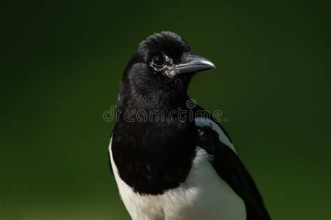 Eurasian magpie stock image. Image of forest, corvidae - 168219463