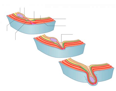 GENERAL ANATOMY I - descent of gonads Quiz