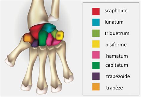 Comment Fonctionne Le Poignet Centre Du Membre Sup Rieur Tr Nel