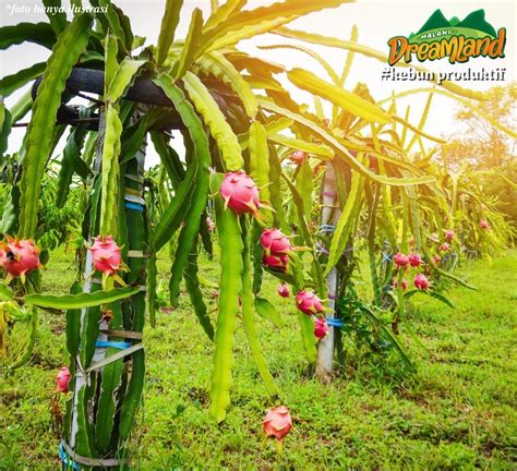 Miliki Tanah Kebun Di Dalam Kawasan Wisata Malang Dreamland Barang