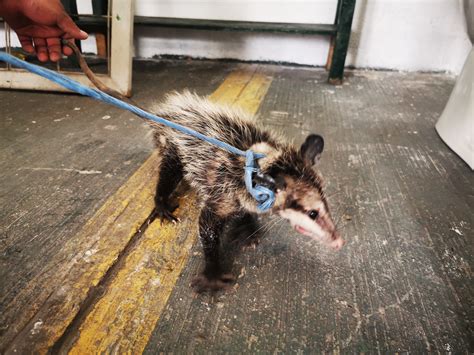 Zarigüeya fue liberada en el parque la Cerra - Revista Petmi para ...