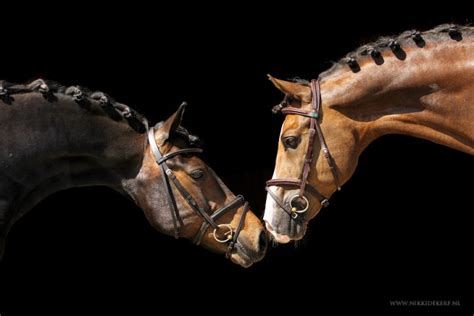 Tutorial Blackfoto Van Een Paard Maken Paardenfotograaf Nikki De