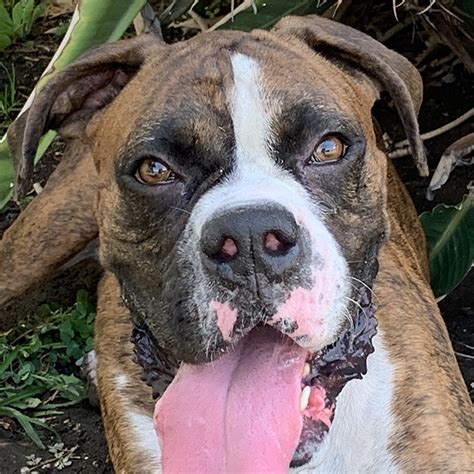 Rocky Boxer Rescue La