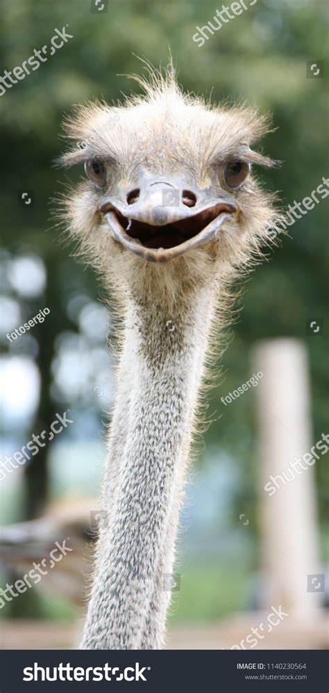 African Ostrich Funny Face Stock Photo 1140230564 Shutterstock