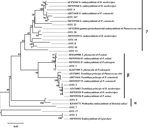 Dominant Otus Were Inserted Into A Precompiled Phylogenetic Tree Using