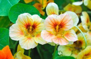 10 Fleurs Comestibles Que Vous Pouvez Faire Pousser Dans Votre Jardin