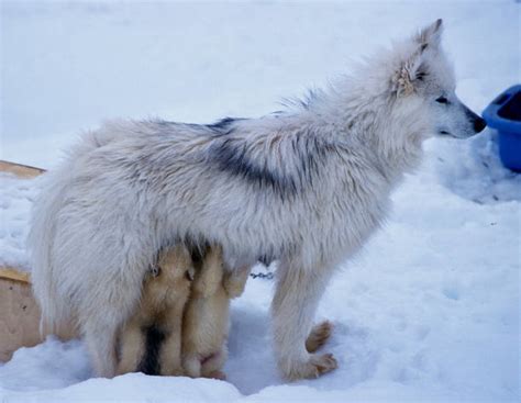 60+ Greenland Wolf Stock Photos, Pictures & Royalty-Free Images - iStock