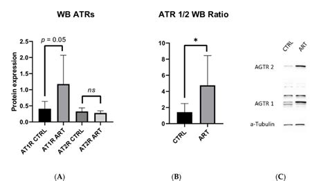 A AT1R And AT2R Protein Expression And B AT1R AT2R Ratio In Aorta