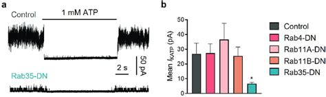 Of The Four Rab Gtpases Related To Endocytic Recycling Only Rab35 Dn