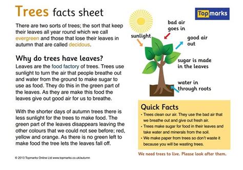 Free Downloadable Fact Sheet About Trees For A Primary Classroom Theme