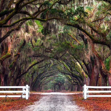 Wormsloe Historic Site Trees Art: Canvas Prints, Frames & Posters