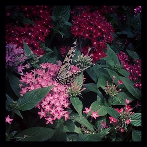 Butterfly Garden - Changi Airport | Butterfly garden, Changi, Plants