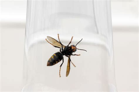 Wasp Sting: What You Should Know