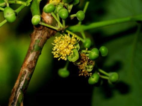 litsea glutinosa lauraceae image   phytoimagessiuedu